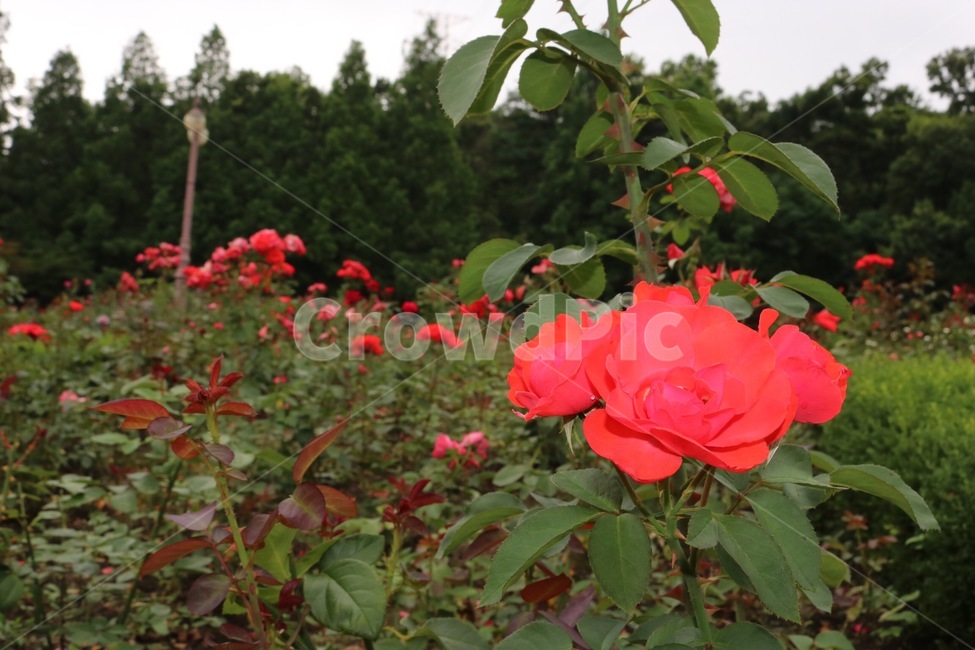 장미,꽃,식물,자연,초록,rose,bara,flower,hana,plants,shokubutsu,nature,green,midori,빨강,red,aka,하늘,sky,sora,나무,tree,ki,식물,자연,plants,nature,꽃,flower
