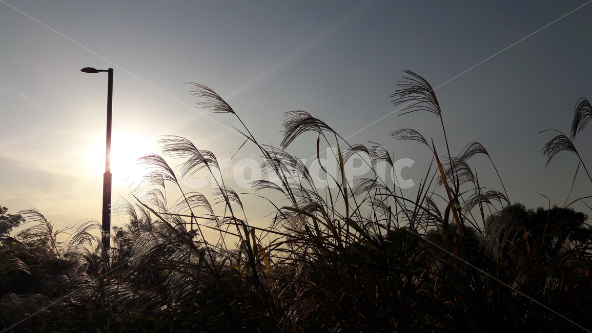 서래섬,하늘,노을,가을,붉은,자연,풍경,nature,landscape,plant,식물,grass,잔디,lawn