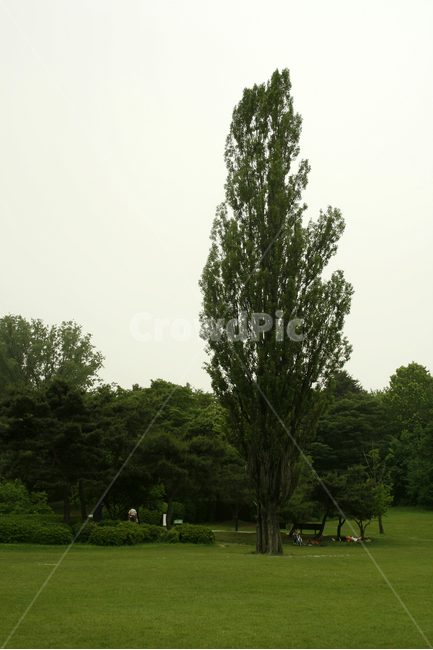나무,쉼,힐링,여유,공원,식물,plants,nature,잔디,자연,풍경,nature,landscape,식물,plants,나무,trees,wood,plant,grass,tree