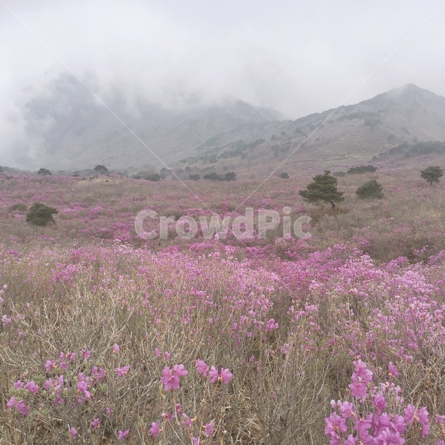 산,참꽃,진달래,등산,풍경,안개