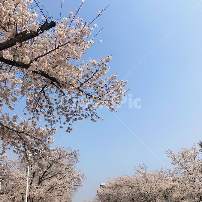 봄,벚꽃,식물,벚꽃나무,나들이,꽃잎,flower,spring