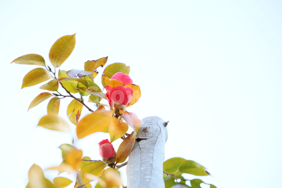 leaf,잎,plant,식물,꽃,봄