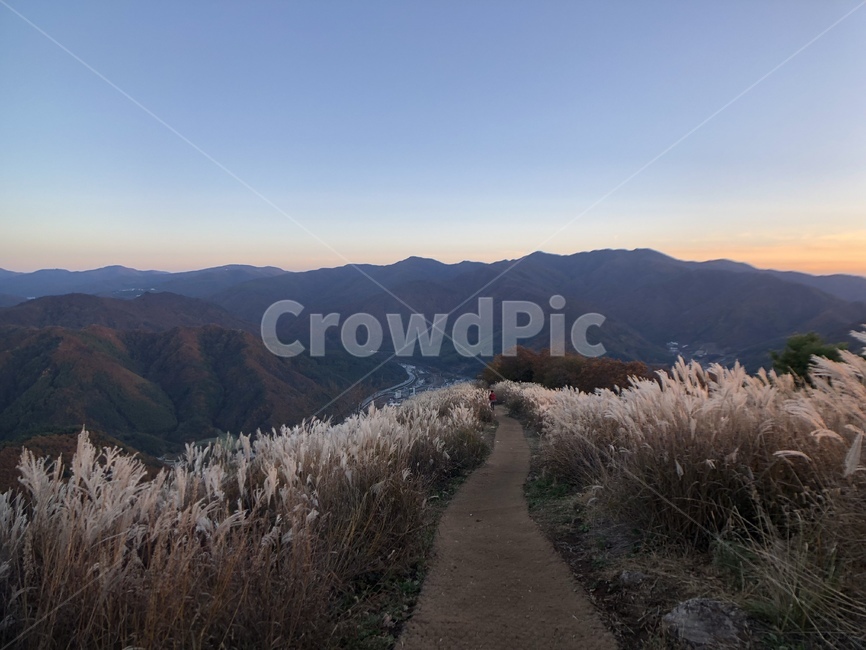가을,산,억새,갈대,산책로,산길,가을,계절,fall,autumn,season,자연,풍경,nature,landscape,grass,잔디,plant,식물,lawn