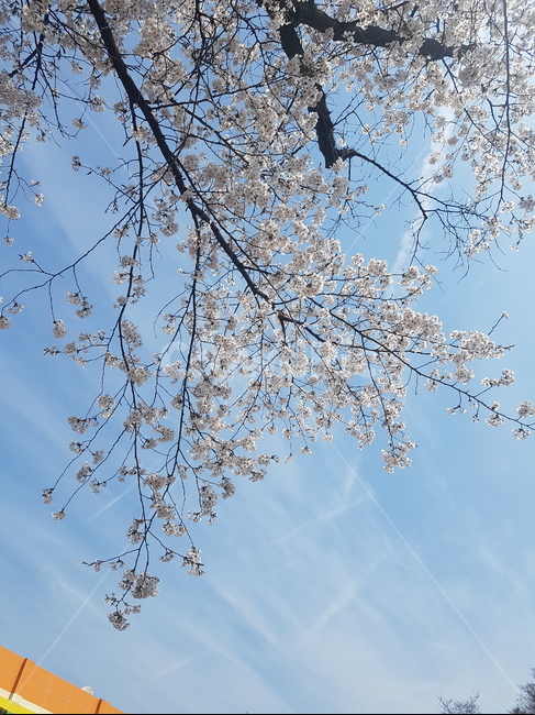 식물,꽃,벚꽃,나무,풍경,감성사진,식물,자연,plants,nature,꽃,flower