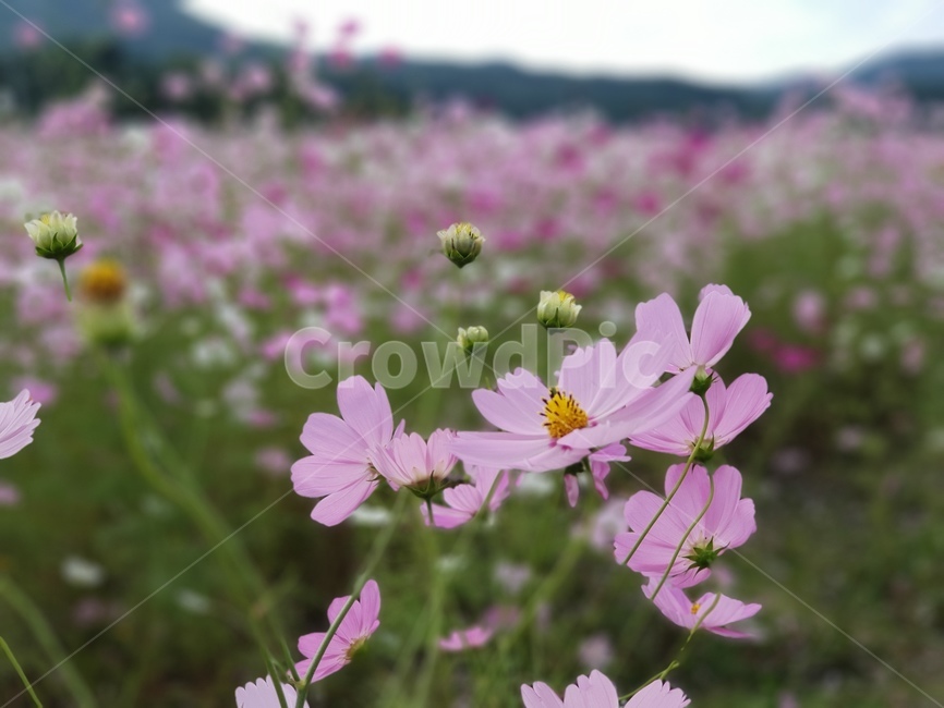 코스모스,가을,꽃,flower,하동북천,북천코스모스축제,가을축제,자연,나들이,가을,계절,fall,autumn,season,식물,자연,plants,nature,꽃,flower,plant