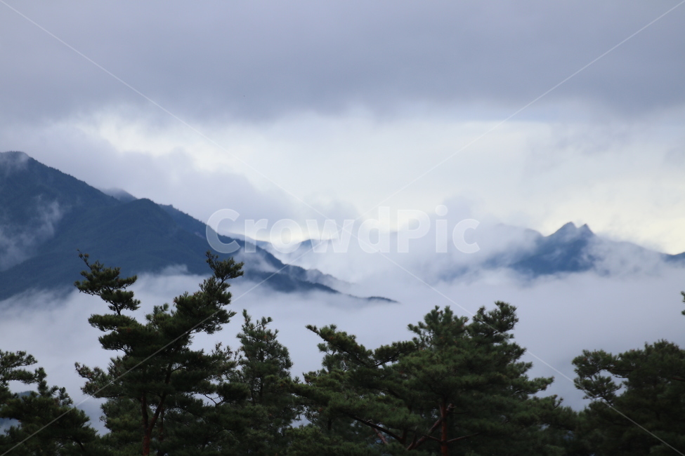 tree,운무,구름,plant,경치,풍경,자연,풍경,nature,landscape,나무,식물,fir,전나무,conifer,구과 식물