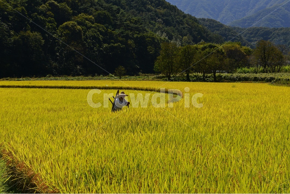 farm,농장,rural,농촌,outdoors,옥외,field,들,nature,자연,농부,사람,인간,지게,농업,농사,논,농경지,경작,모자,논두렁,농업,농사,agriculture,farming,farming industry