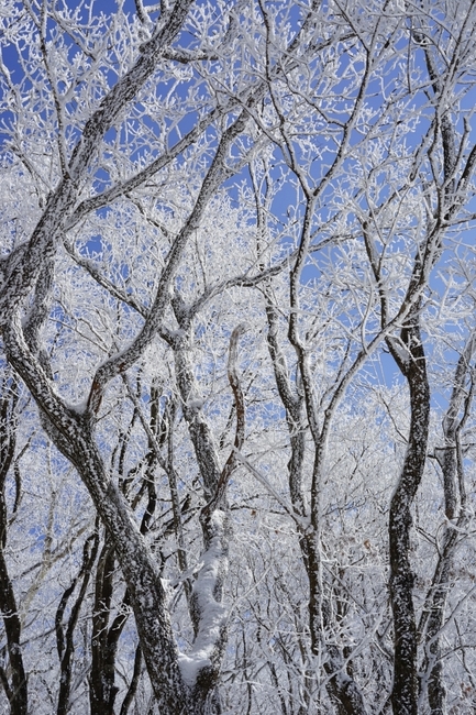 눈꽃,설산,상고대,등산,겨울산,겨울,자연,풍경,겨울,계절,winter,season,식물,자연,plants,nature,나무,trees,wood