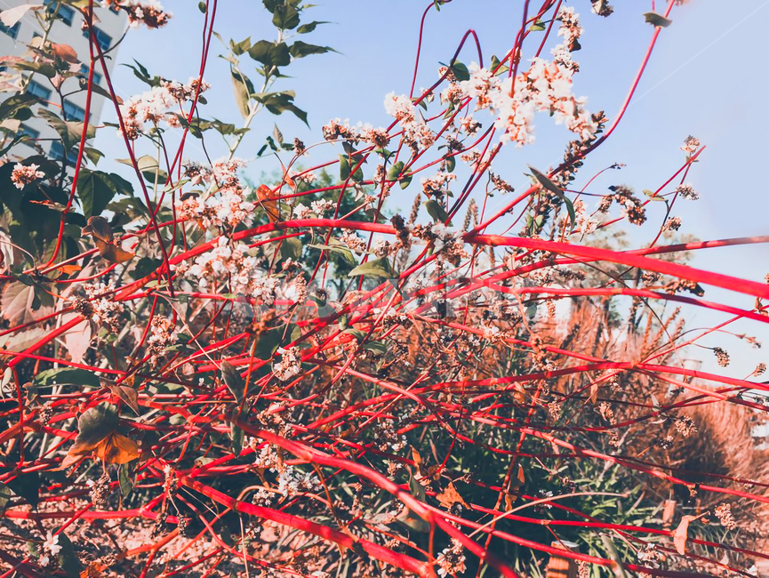 꽃,flower,빨강,가을,들꽃