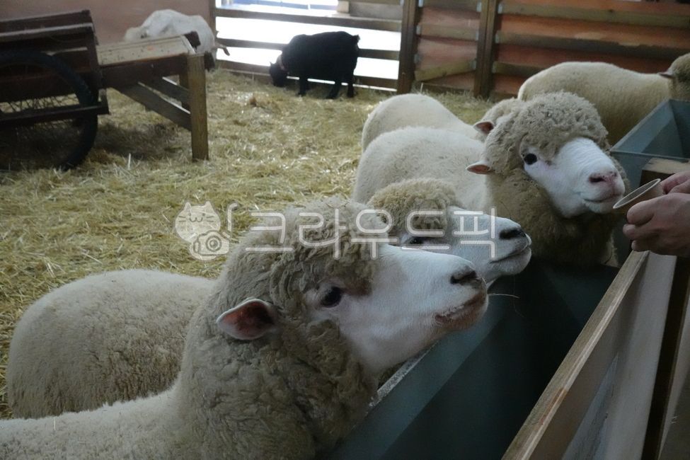 animal, 동물, 가축, livestock, sheep, 사진,이미지,일러스트,캘리그라피 - 김토비작가