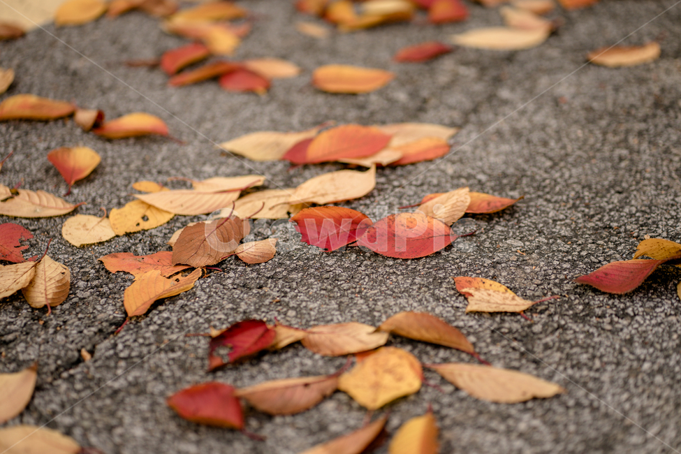 가을,낙엽,빨간,노란색,감성,단풍,가을,계절,fall,autumn,season,plant,식물,leaf,잎,ground,바닥