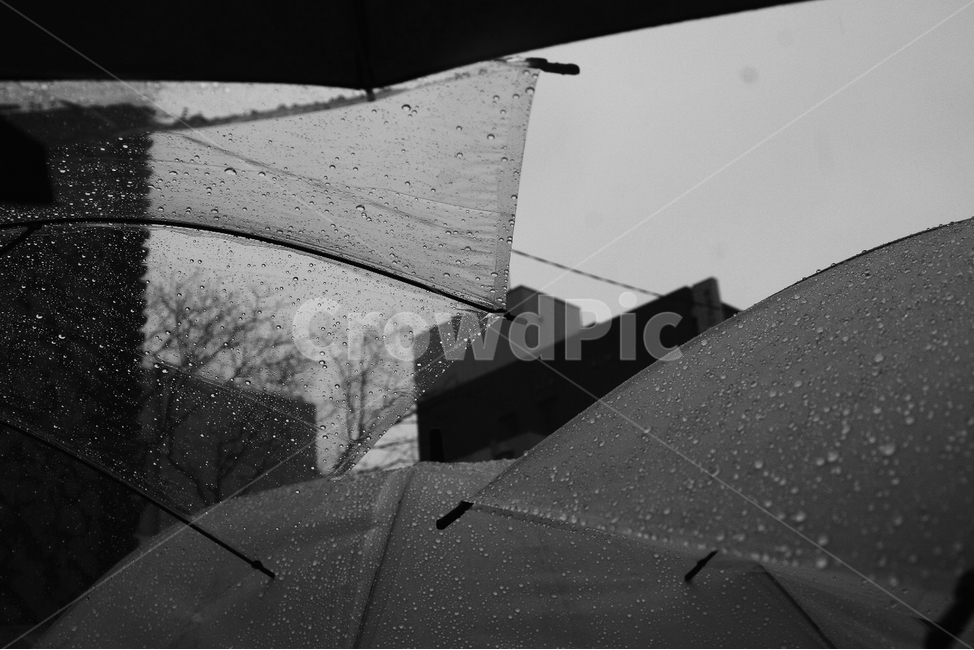 비,우산,흑백,자연,빗방울,비,비오는날,rain,rainy,흑백,모노톤,monochrome,black and white