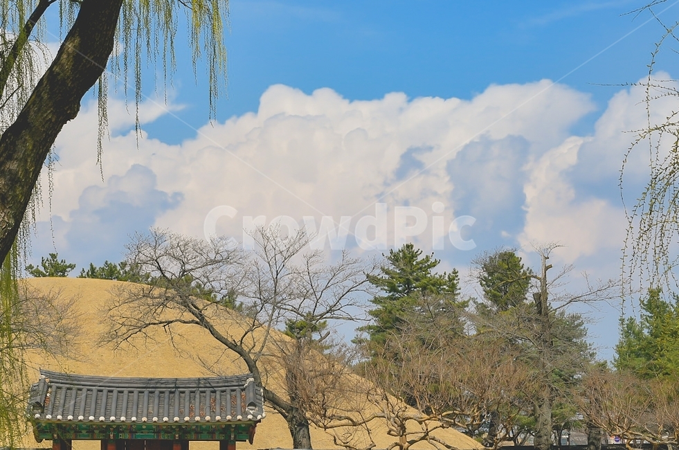 경주,대릉원,나무,하늘,구름,한국,sky,cloud,tree,자연,풍경,nature,landscape,한국자연풍경,한국자연경관,korea nature landscape,한국전통,한국문화,korean traditional,korean culture,랜드마크,landmark,tourist attraction,한국랜드마크,한국관광지,한국명소,korea landmark,korea tourist attraction,plant,식물