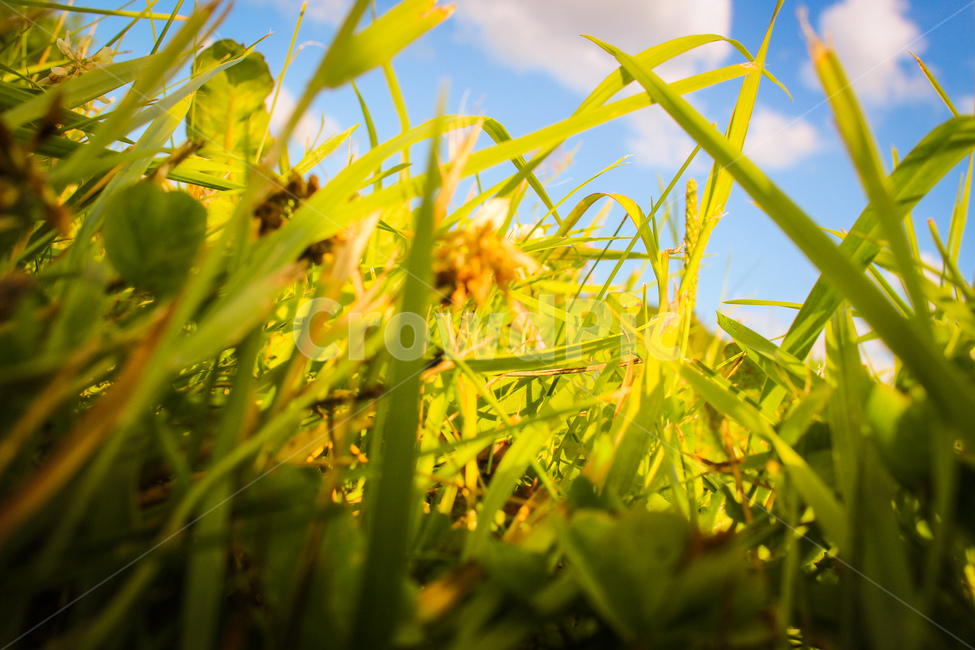 하늘,숲,잔디,nature,green,plant,식물,평화,사계절,여름,가을,봄,grass,초록
