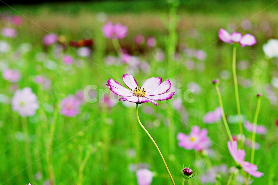 코스모스,꽃,꽃잎,들꽃,식물,가을꽃,가을,공원,자연,식물,자연,plants,nature,꽃,flower