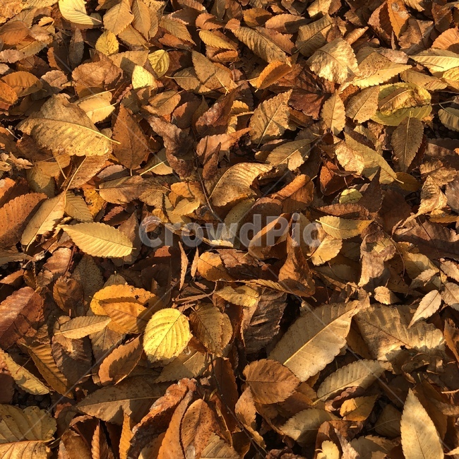 가을,낙엽,단풍,근접샷,알록달록,가을,계절,fall,autumn,season,leaf,잎,plant,식물,ground,바닥
