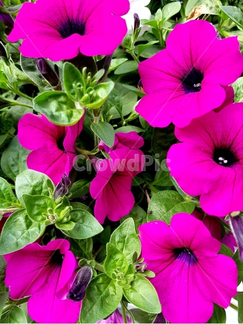 flower,꽃,geranium,식물,blossom,식물,자연,plants,nature,꽃,flower