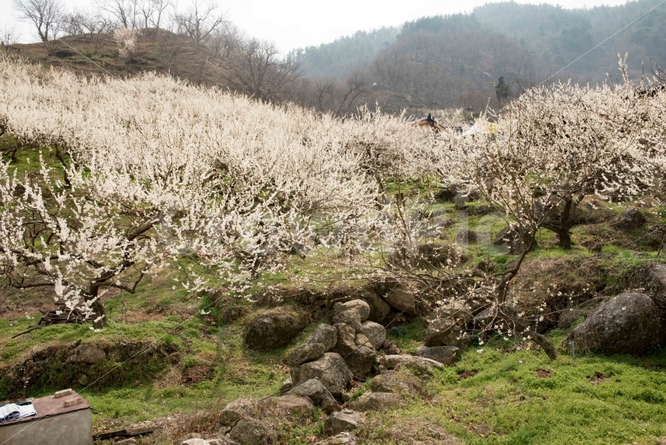 섬진강,섬진강기행,기행,남도,전라도,일상,시골,니콘,NIKON,D750,DSLR,사진,여행,정취,느낌,파스텔톤,파스텔,매화꽃,흰색,매화,청매농원,청매원,청매실농원,청매화농원,매화축제,매화꽃축제,섬진강축제,축제,매화마을,광양,전남광양,전남,새싹,봄,돌,시냇물,돌담,자연,풍경,nature,landscape,봄,계절,spring,season,ground,바닥,plant,식물