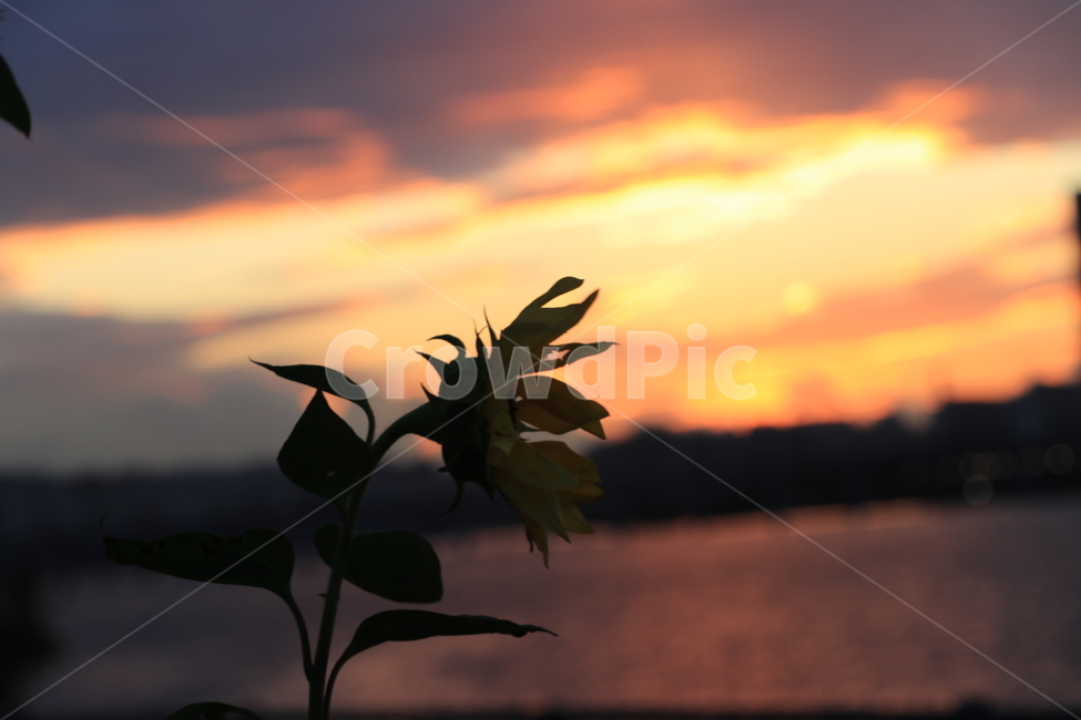 가을,노을,가을저녁,가을노을,autumn,sky,sunset,hanliver,한강,식물,자연,plants,nature,꽃,flower