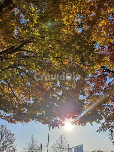 가을,낙엽,나무,감성,plant,가을,계절,fall,autumn,season