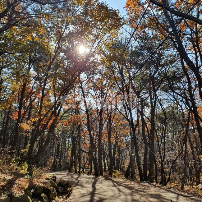 plant,식물,tree,나무,light,빛,flare,햇빛