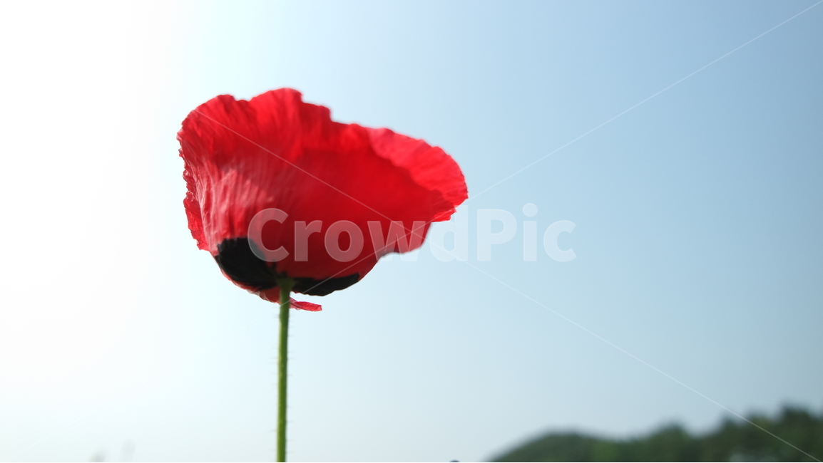 양귀비,양귀비꽃,꽃축제,꽃,꽃사진,식물,자연,plants,nature,꽃,flower