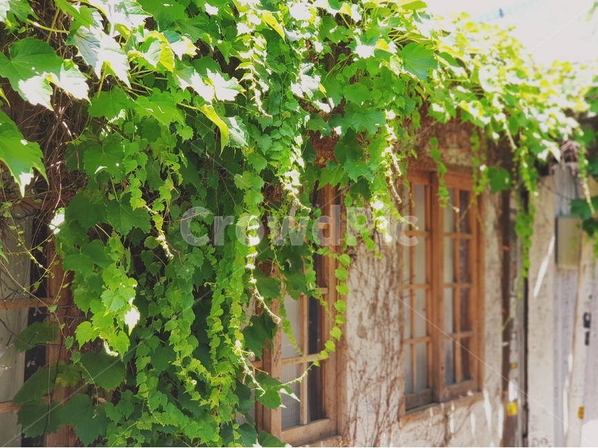 풍경,식물,외관,플랜테리어,인테리어,landscape,food,plant,pot,exterior,planterior,interior,건축물,담벼락,덩쿨,담쟁이,초록,green,식물,자연,plants,nature,감성,sensible,feeling