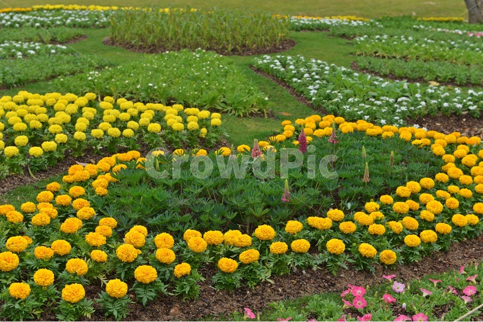 전남,순천,순천만,국가정원,국가정원박람회,순천만국가정원,plant,봄꽃,꽃,봄,계절,식물,outdoors,옥외,field,들,grassland,목초지,tree,나무,nature,자연,garden,정원