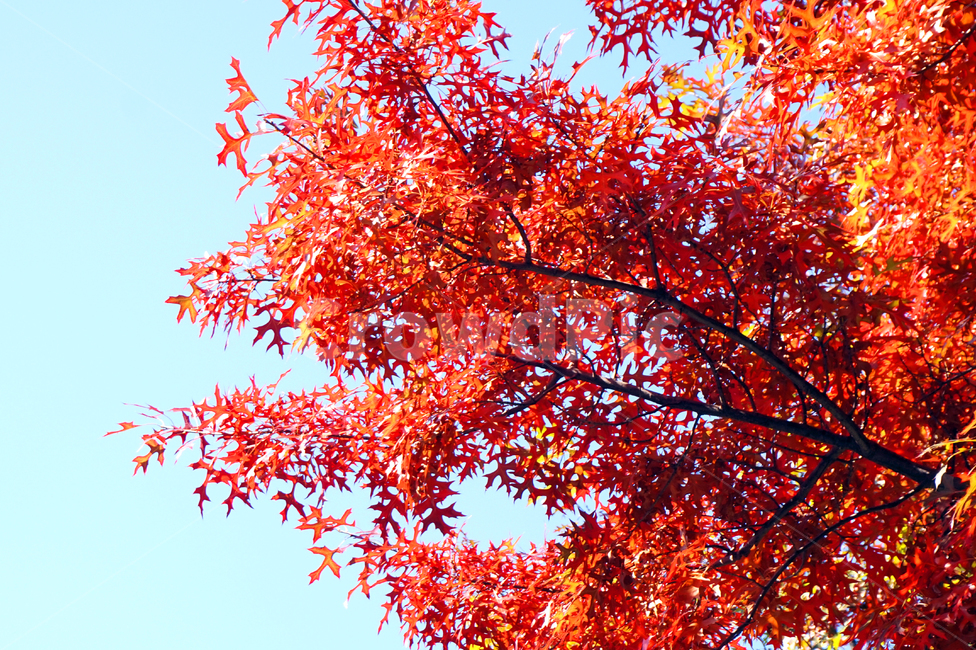 단풍,단풍나무,가을,빨강,레드,식물,자연,나무,풍경,계절,fall,autumn,maple,tree,가을,계절,fall,autumn,season,식물,자연,plants,nature,나무,trees,wood,leaf,잎,plant