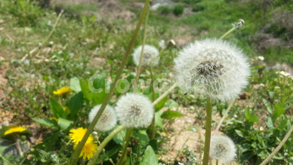 민들레,민들레홀씨,봄,여름,홀씨,들풀,꽃,야생화,숲,풀,낮,오후,자연