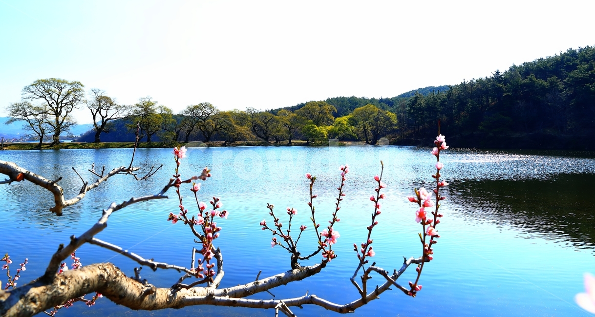 복사꽃,저수지,반곡지,왕버들,물,반곡리,꽃,자연,풍경,nature,landscape,water,outdoors,옥외,lake,호수