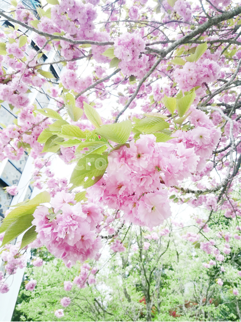 꽃,봄꽃,분홍꽃,flower,pinkflower