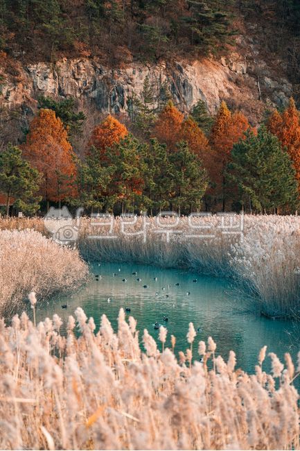 korea,Suncheon Bay Natural Ecosystem Park,natural scenery,Reed,Suncheon Bay Wetland,nature,Suncheon Bay,duck,Korean nature,autumn