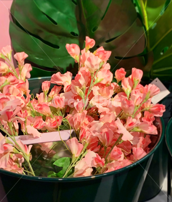 꽃,식물,분홍색,핑크,plant,flower,blossom,planterior,pink,color,실내용화초,화분,화초,house plant