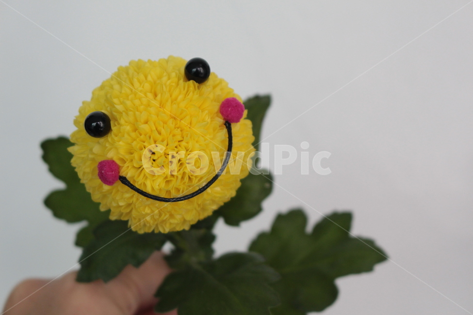 plant,식물,국화,퐁퐁꽃,퐁퐁