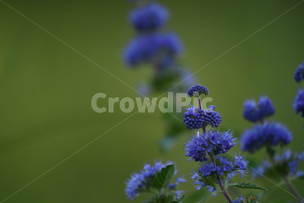 자연,꽃,가을,아침,이슬,식물,자연,plants,nature,꽃,flower