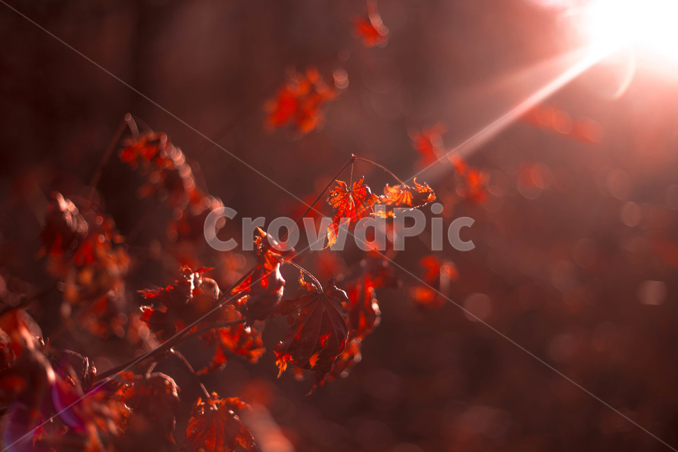 철마산,숲,나무,단풍,단풍나무,자연,빛,가을,계절,fall,autumn,season,leaf,잎,plant,식물,light,flare,플레어,tree