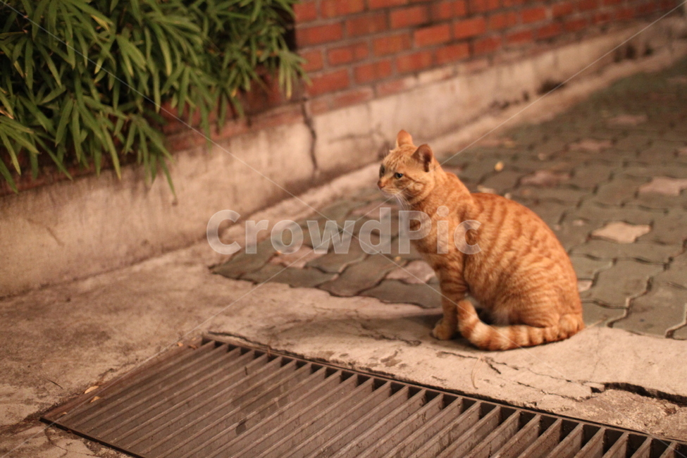 고양이,길고양이,cat,반려동물,사랑,love,동물,animal,포유류,mammal,고양이,cat,kitten,kitty