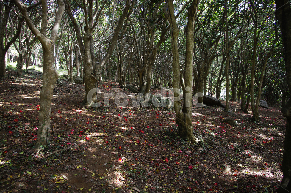 숲,낙화,동백나무,동백꽃,꽃,flower,계절,봄,spring,식물,자연,plants,nature,나무,trees,wood