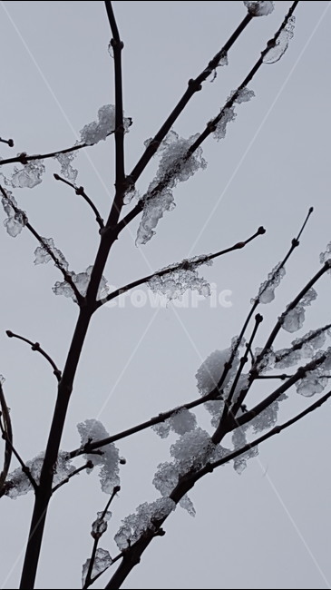 눈,춘설,가지,꽃샘추위,눈녹음,수정,겨울,계절,winter,season,식물,자연,plants,nature,나무,trees,wood