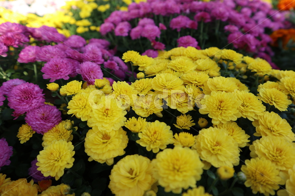 국화,꽃,화단,노란꽃,노란색,flower,식물,plant,blossom,접사,이쁜꽃,식물,자연,plants,nature,꽃,flower