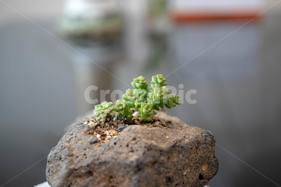 식물,풀,돌,바위,초록,스톤,화분,다육이,아름다운,감성,식물,자연,plants,nature
