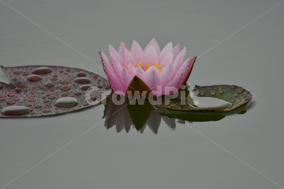 수련,비,반영,연꽃,여름,식물,자연,plants,nature,꽃,flower