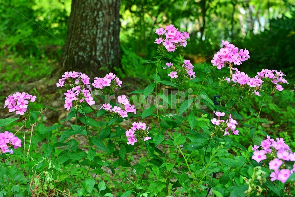 plant,식물,blossom,flower,꽃,풀협죽도,나무,군락,식물,자연,plants,nature