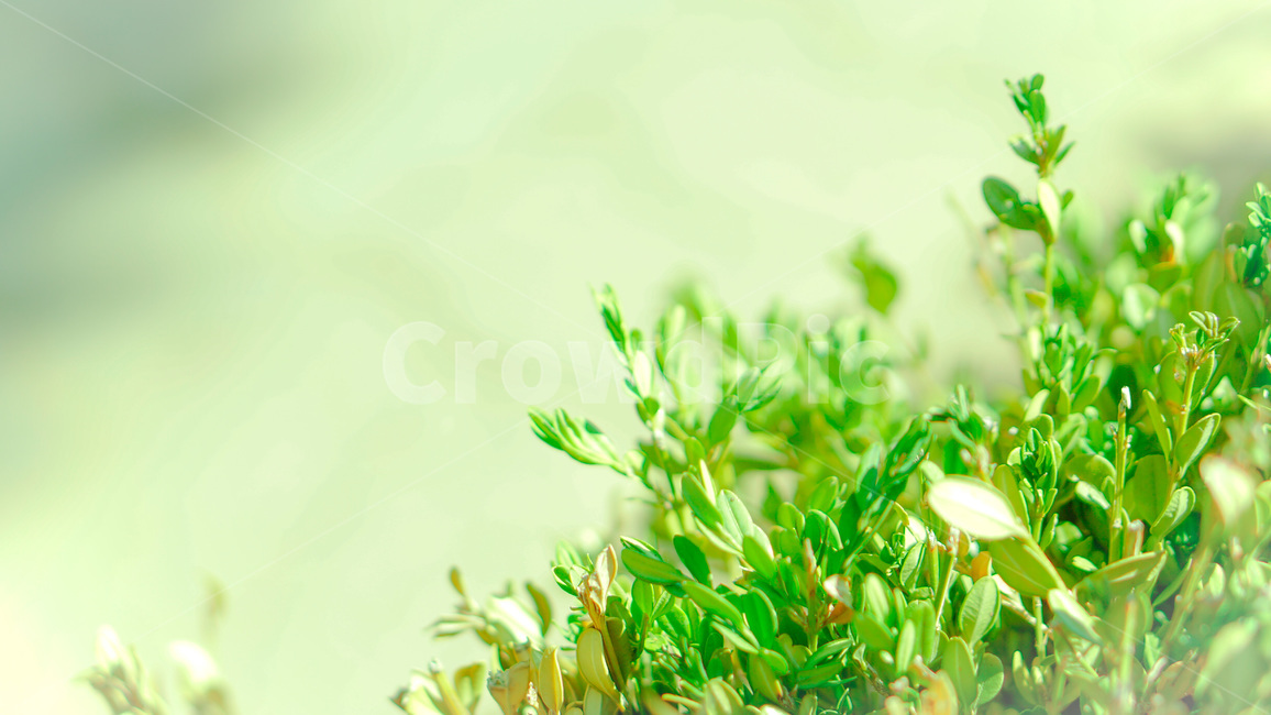 그린,초록,조경,새싹,봄,햇살,식물,자연,plants,nature