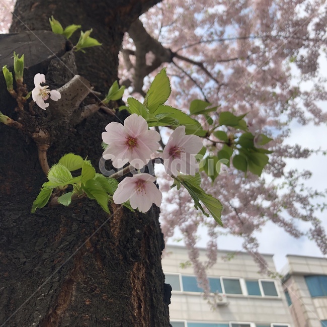 벚꽃,핑크색,나무,꽃,봄,분위기