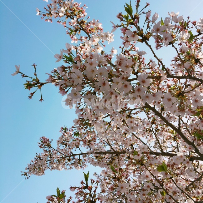 벚꽃,cherryblossom,꽃,flower,봄,spring,하늘