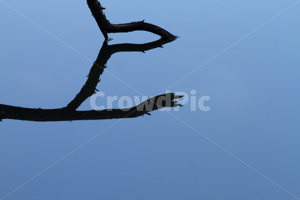 나무,물,반영,reflection,식물,자연,풍경,nature,landscape