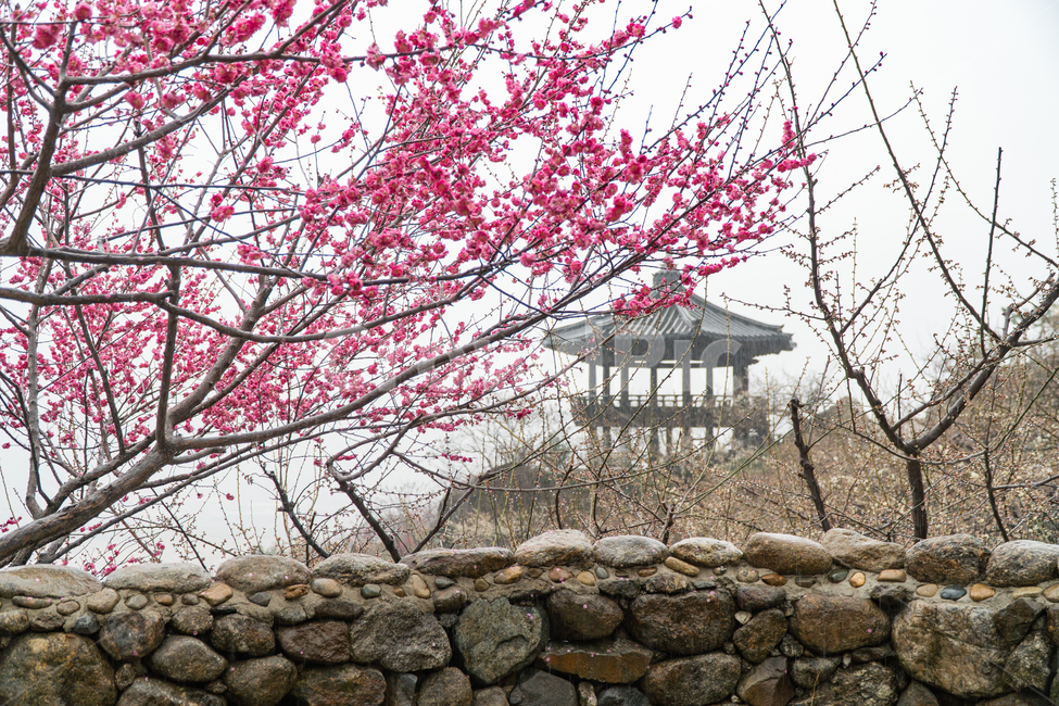 초봄,매화,꽃,봄,봄꽃,아름다움,감성,봄,계절,spring,season,자연,풍경,nature,landscape,한국자연풍경,한국자연경관,korea nature landscape,식물,plants,꽃,flower