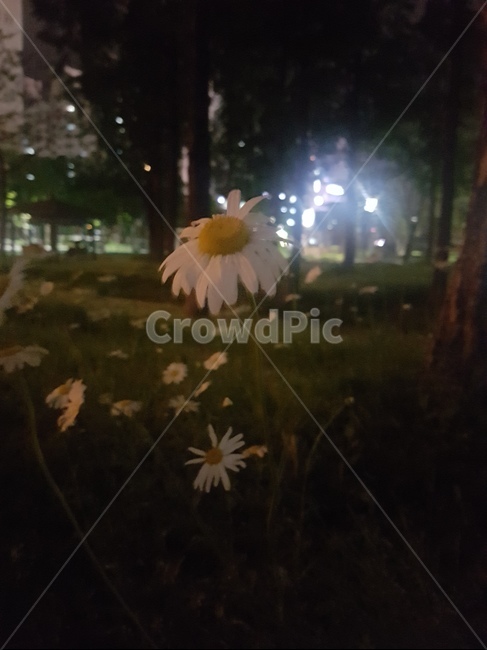 꽃,식물,한국꽃,flower,밤,야경,흰꽃,야경,밤,풍경,nightscape,night,landscape,식물,자연,plants,nature,꽃,flower,plant,daisy,데이지,daisies,blossom